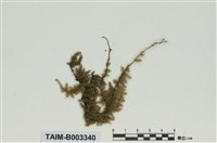 藏品(蔓苔科)的圖片